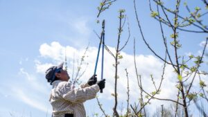 A homeowner using loppers to remove a small dead branch from a backyard tree