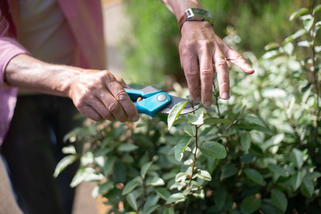 Close-up of bypass hand pruners cutting a thumb-sized dead branch