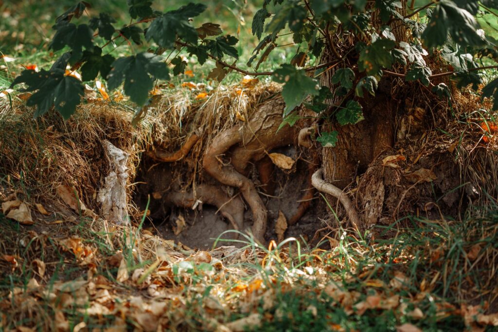 A properly mulched root zone ring spread around the base of a tree