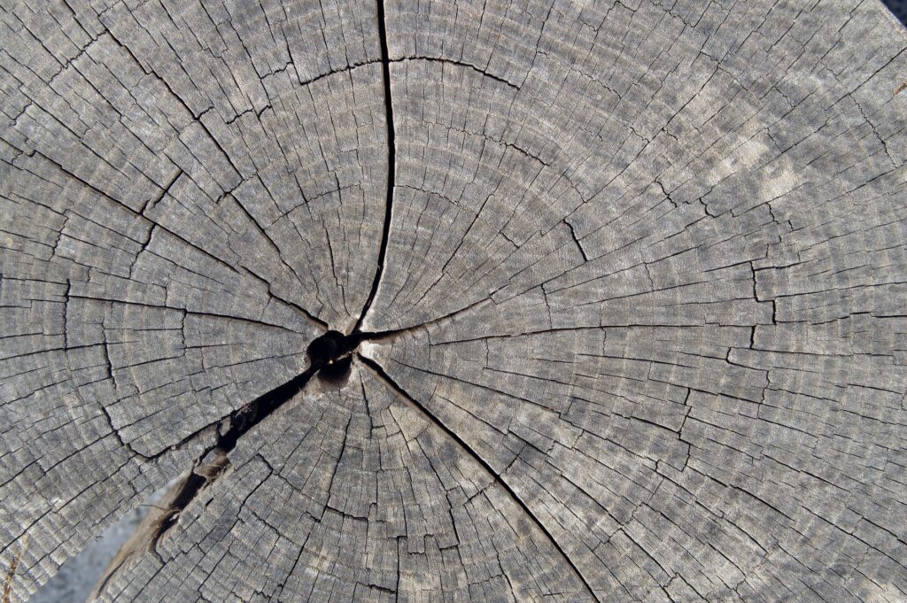 Close-up of a tree trunk cross-section showing light earlywood and dark latewood bands