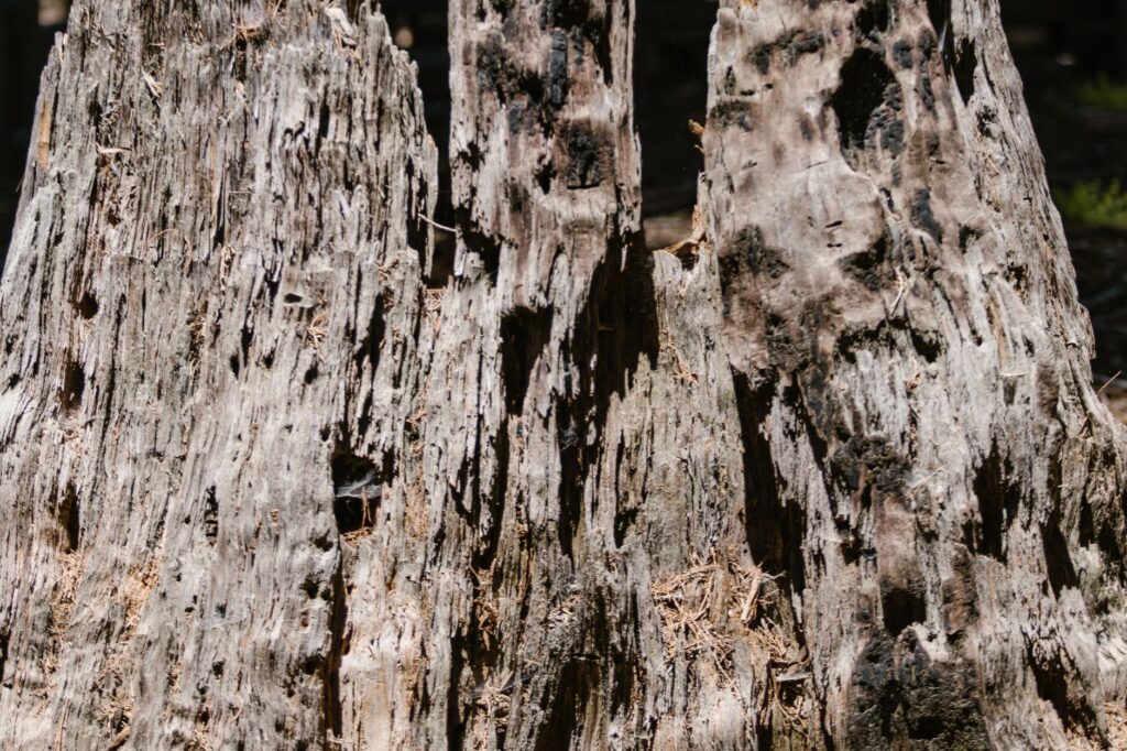 Close-up of an arborist examining the base of a tree trunk for cracks and decay