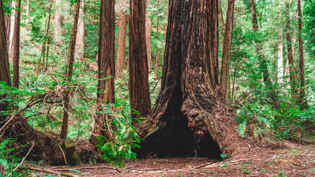 Large hollow cavity at the base of an old tree trunk in a wooded park