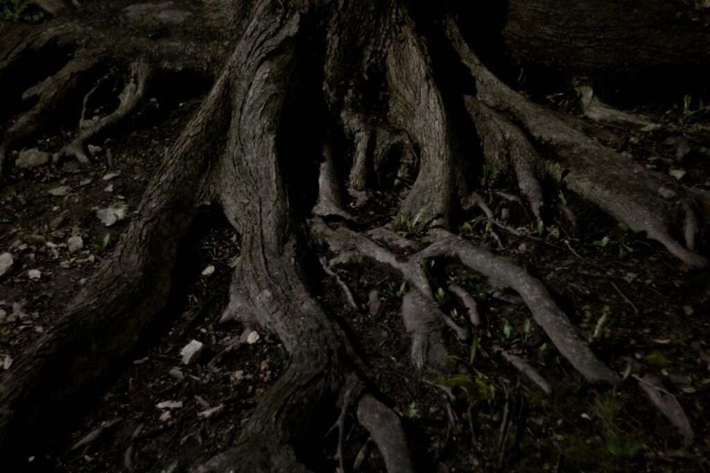 Exposed tree roots near the trunk base showing a root beginning to circle back toward the trunk