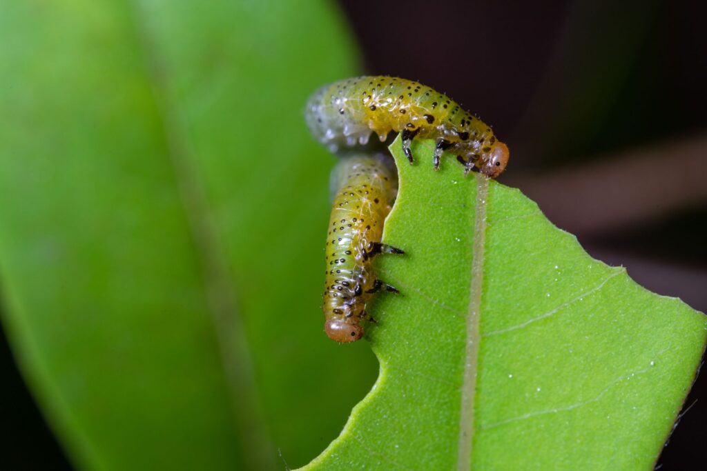 Close-up of caterpillars feeding on a green oak leaf