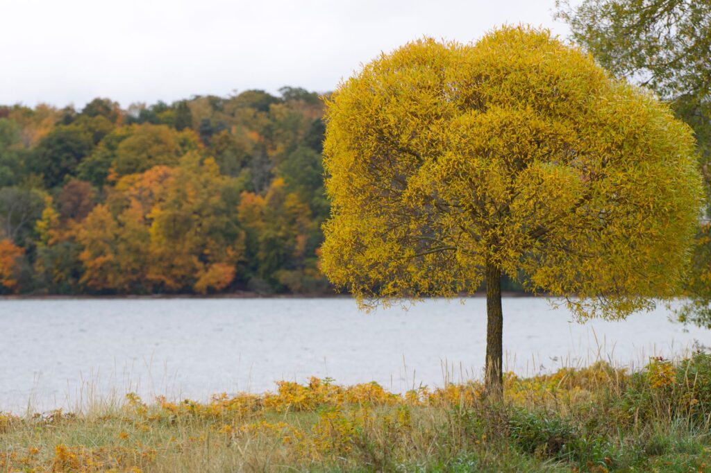 A black gum (tupelo) tree showing its early red fall color