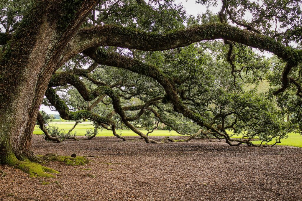 A large broken limb caught and hanging in a tree canopy, a hazard for homeowners