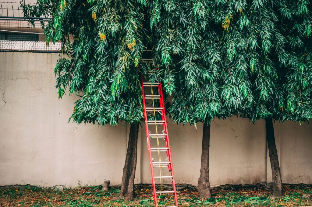 A ladder propped against a tree trunk, illustrating the limits of DIY tree work