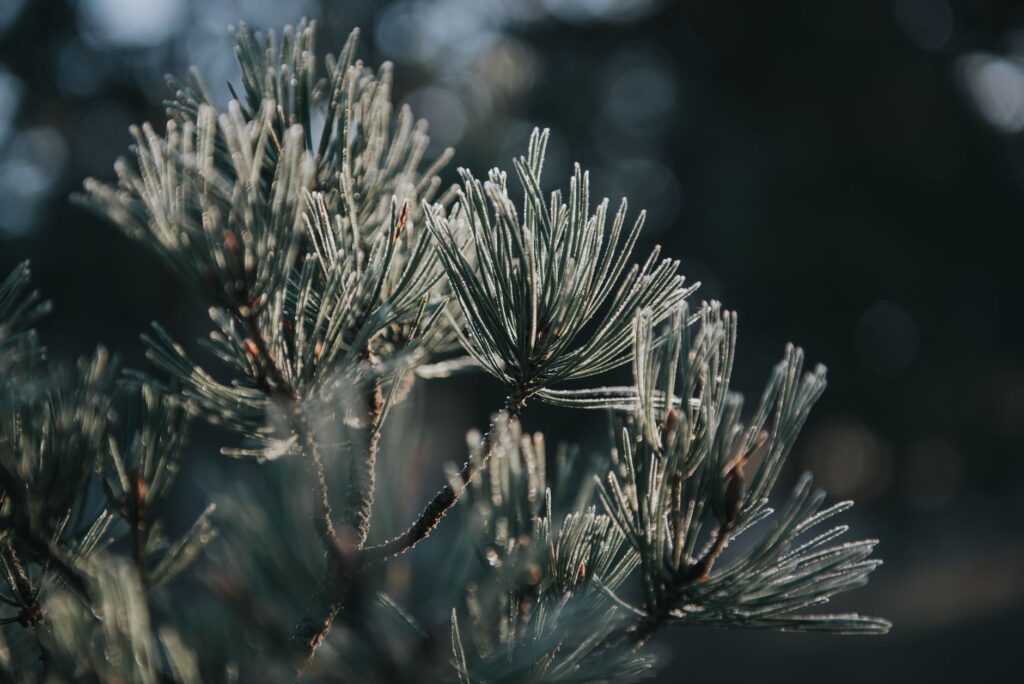 Close-up of evergreen foliage catching low winter sunlight with frost nearby