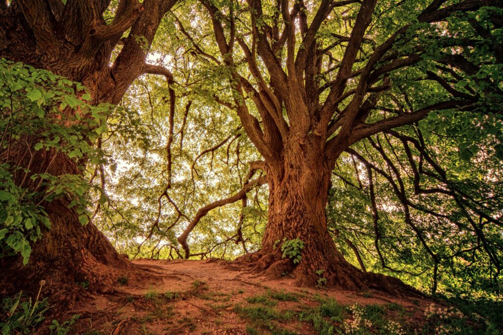 A wooded trail with mature oak trees and exposed roots along a forested ridge
