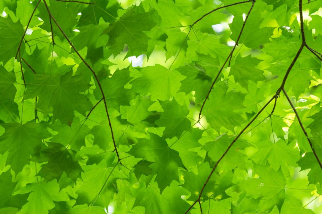 A mature Norway maple tree with full canopy in a Middletown yard