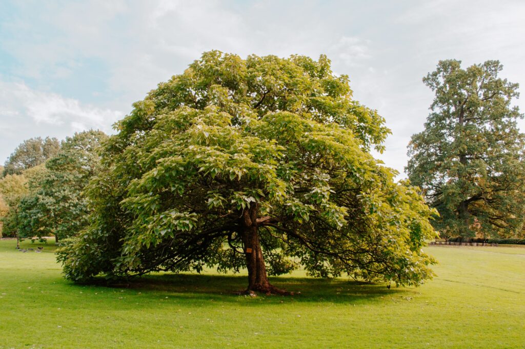 A drought-stressed tree with browning, thinning leaves concentrated on one side of its canopy