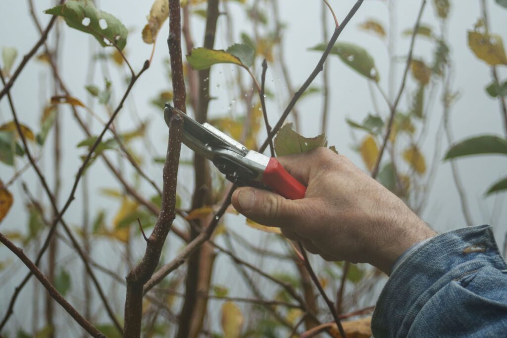 Close-up of a fresh pruning cut at a tree's branch collar