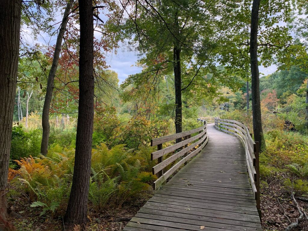 A wooded nature trail alongside a small brook in early autumn