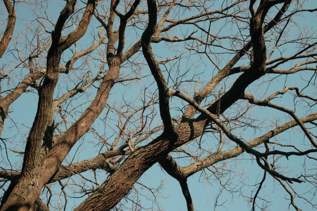 Low winter sun striking the bare trunk of a young shade tree in a Middletown yard