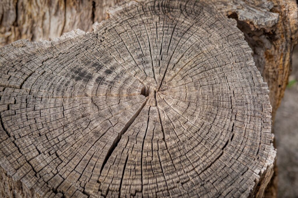 Cross-section of a tree trunk showing internal decay and growth rings