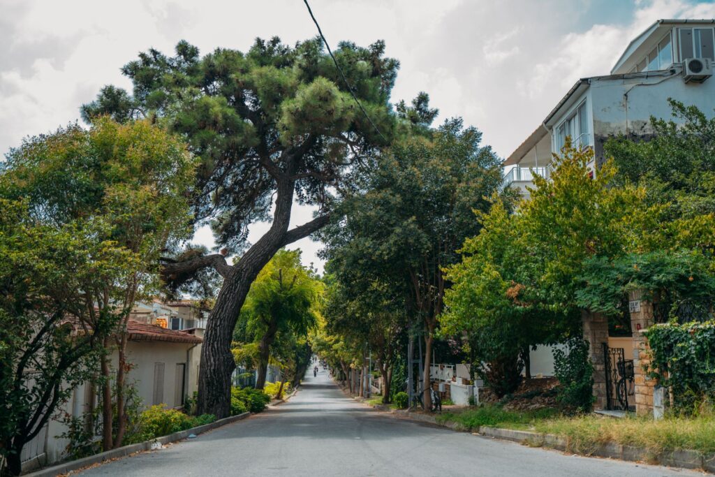 A street tree growing in the municipal right-of-way between sidewalk and curb