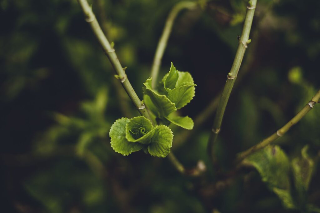 Close-up macro view of a leaf stem attached to a twig