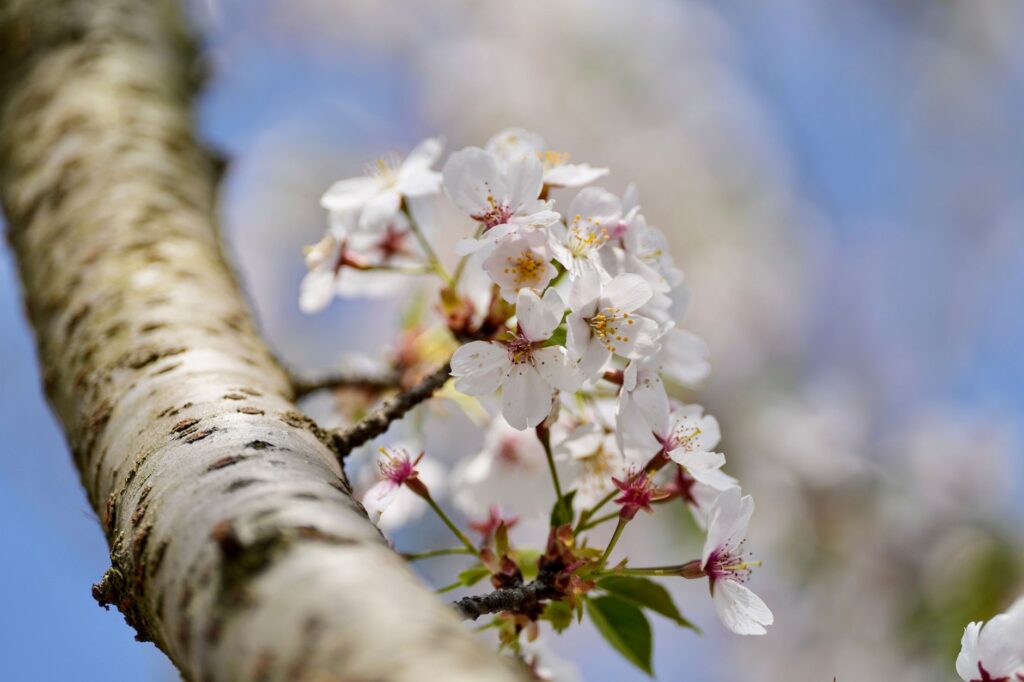 Close-up of bark and branches on an ornamental cherry tree