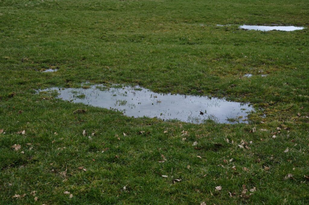 Water pooling on a lawn after rainfall, a sign of slow-draining clay soil