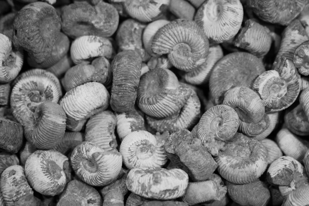 Fossil shells embedded in an exposed greensand streambank along a wooded brook