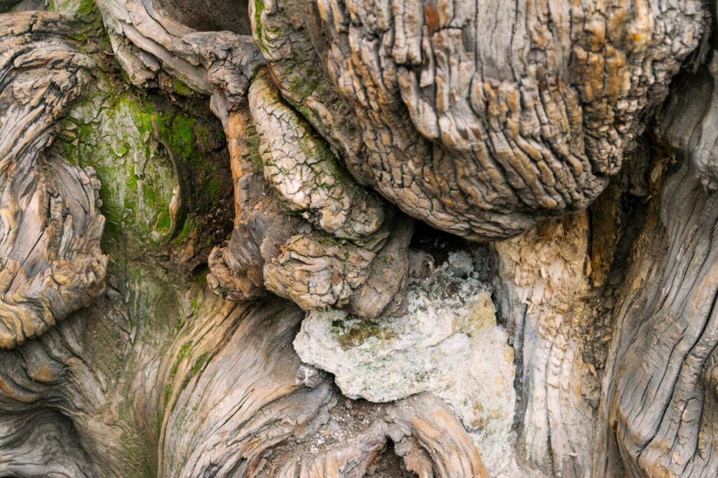 Close-up of deeply textured, weathered bark on an old tree