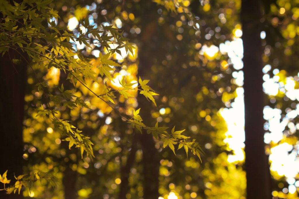 Sunlight filtering through a canopy of trees dropping autumn leaves