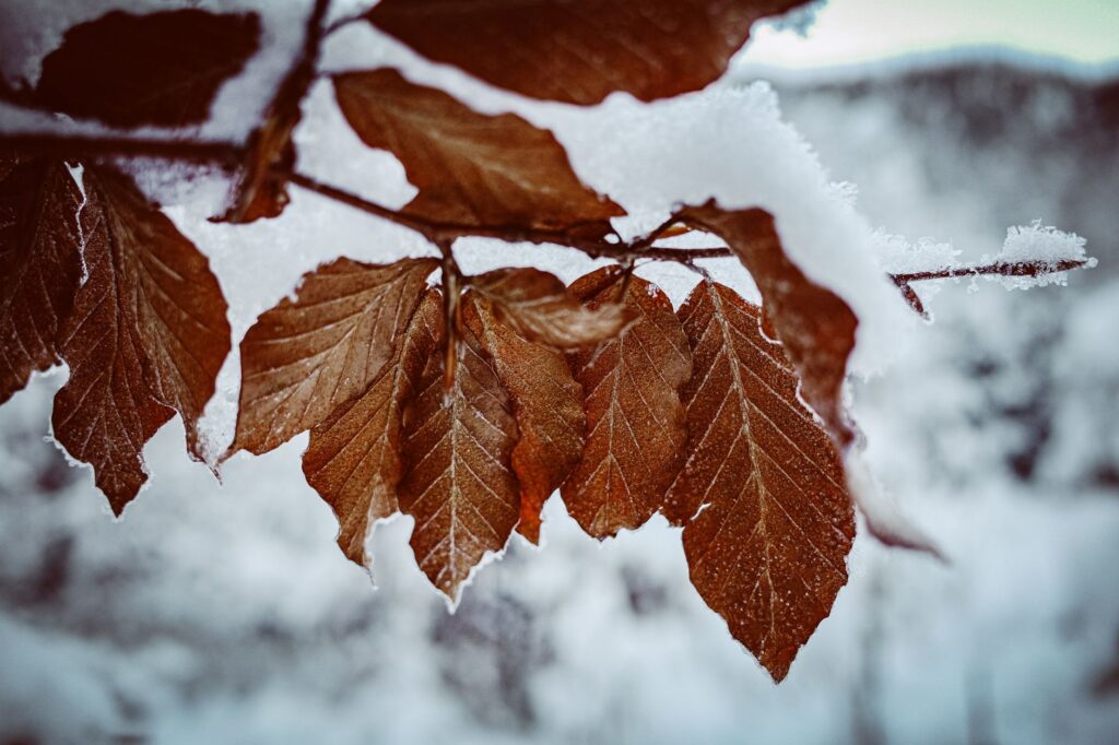 A young American beech tree holding brown leaves against a winter forest backdrop