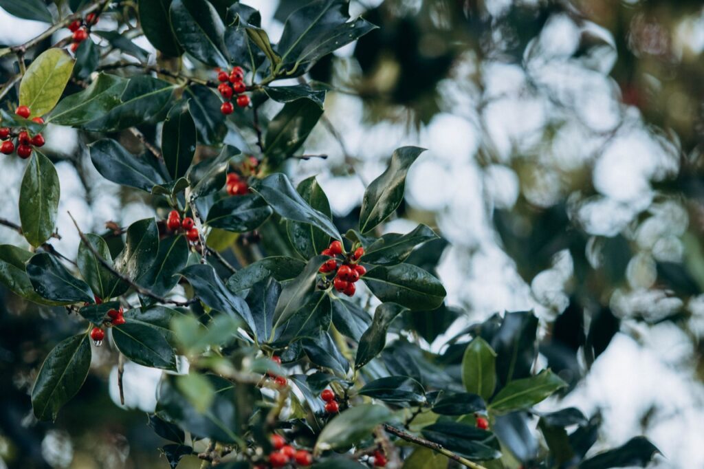 American holly with glossy green leaves and red berries, a native broadleaf evergreen