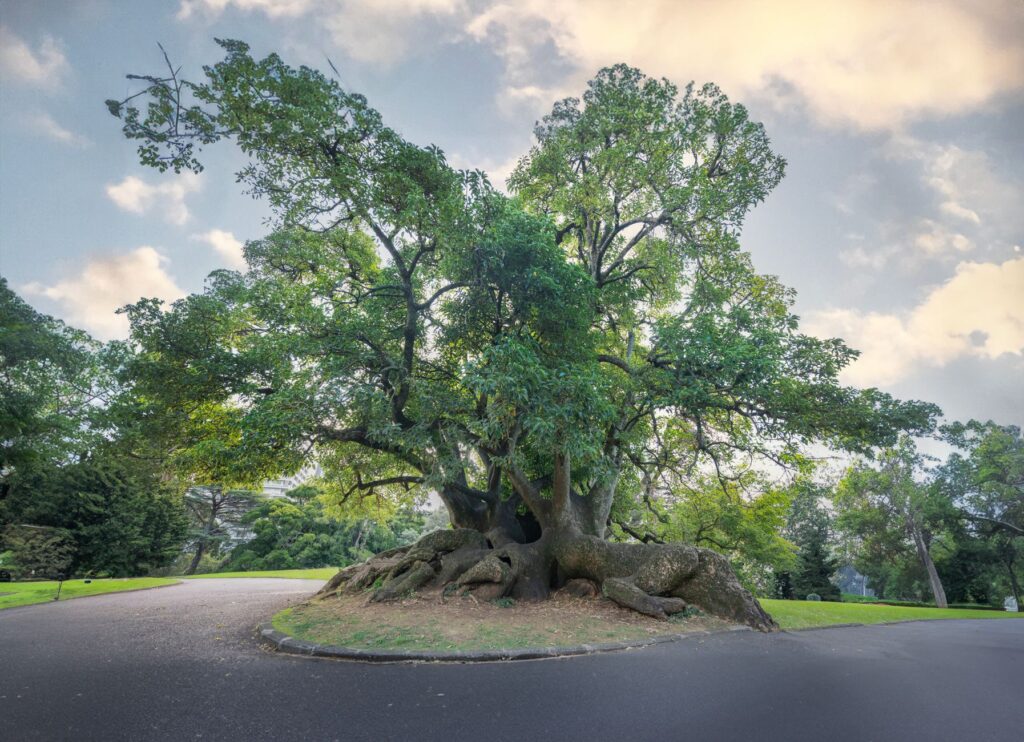 A mature oak tree in a Middletown Township park