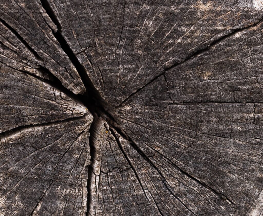 A vertical frost crack running up the trunk of a mature tree