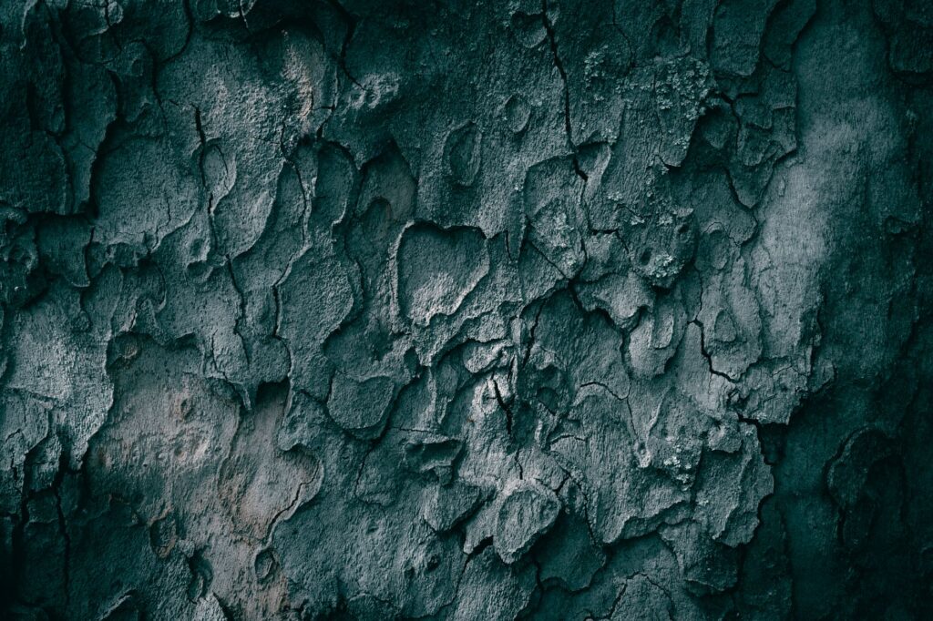 Cracked and peeling wound sealant on a tree trunk, exposing the wood underneath