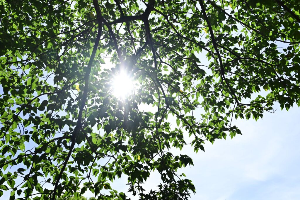 Sunlight filtering through a healthy, well-maintained tree canopy in a Middletown backyard
