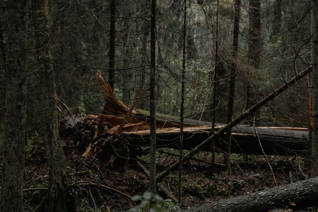 A broken tree limb caught in the upper canopy of a large oak tree