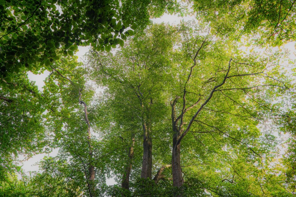 Tall old-growth trees forming a canopy over a wooded county park trail