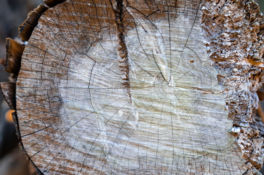 Close-up of tree wood grain showing fiber structure in a cut trunk cross-section