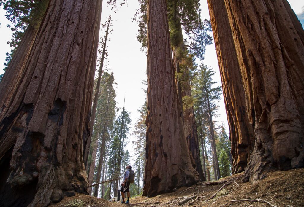 A hiker pausing beneath a massive old tree along a wooded park trail