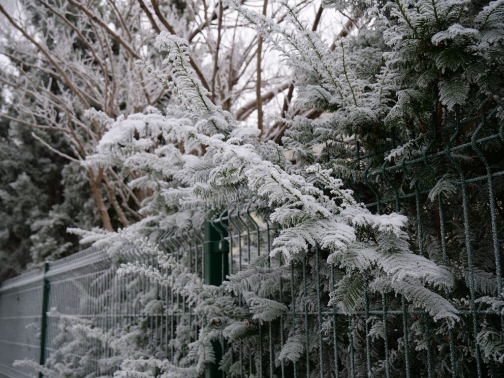 A frost-dusted boxwood hedge in a New Jersey yard in late winter