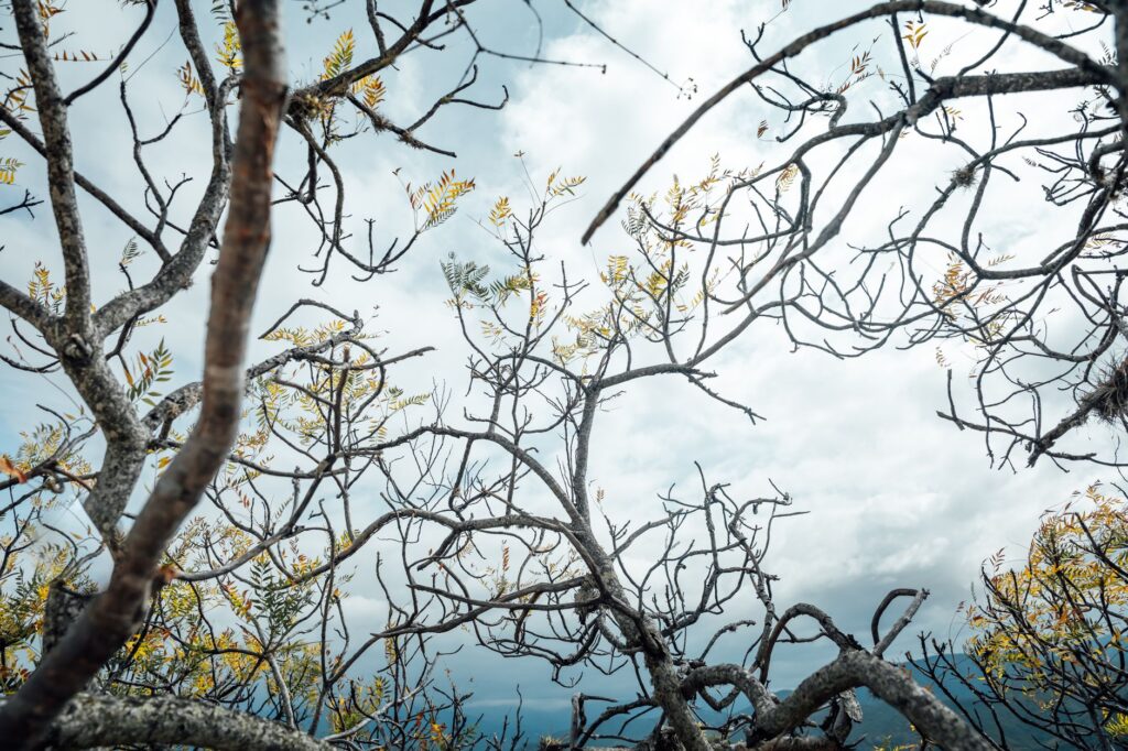 A tree canopy showing thinning foliage and dieback in upper branches after stress