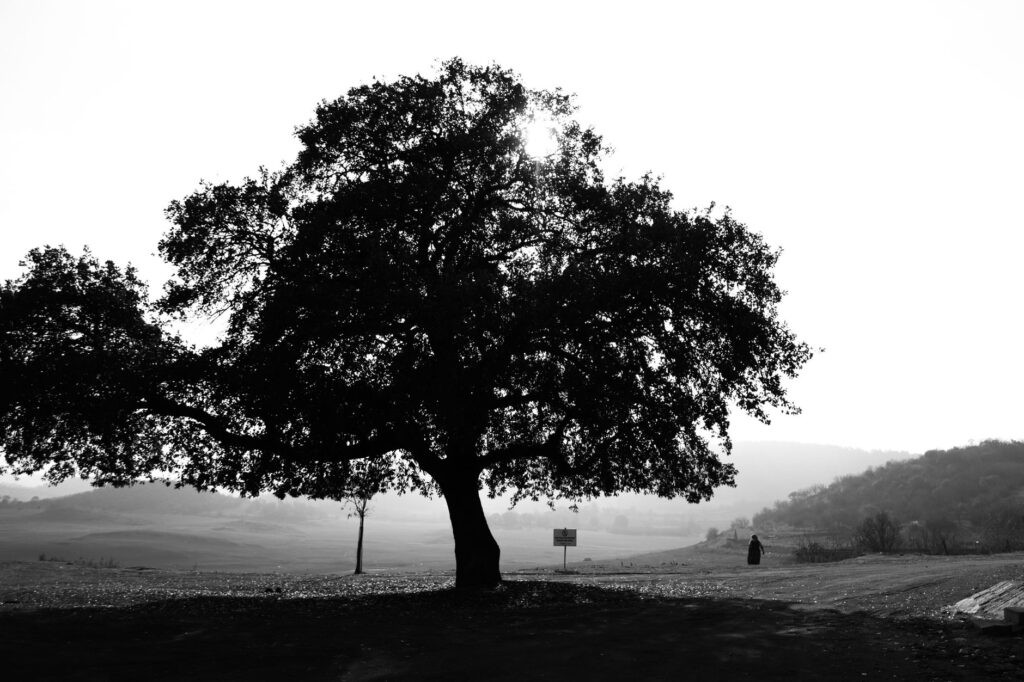 A mature oak tree flexing in high wind under a stormy sky