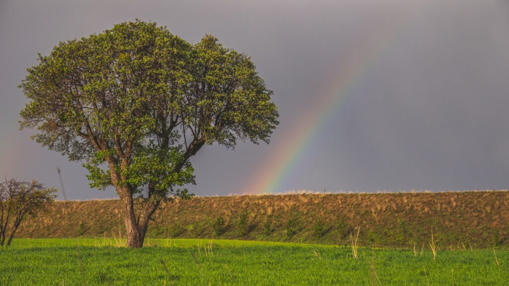 A mature, healthy tree standing firm after a storm has passed