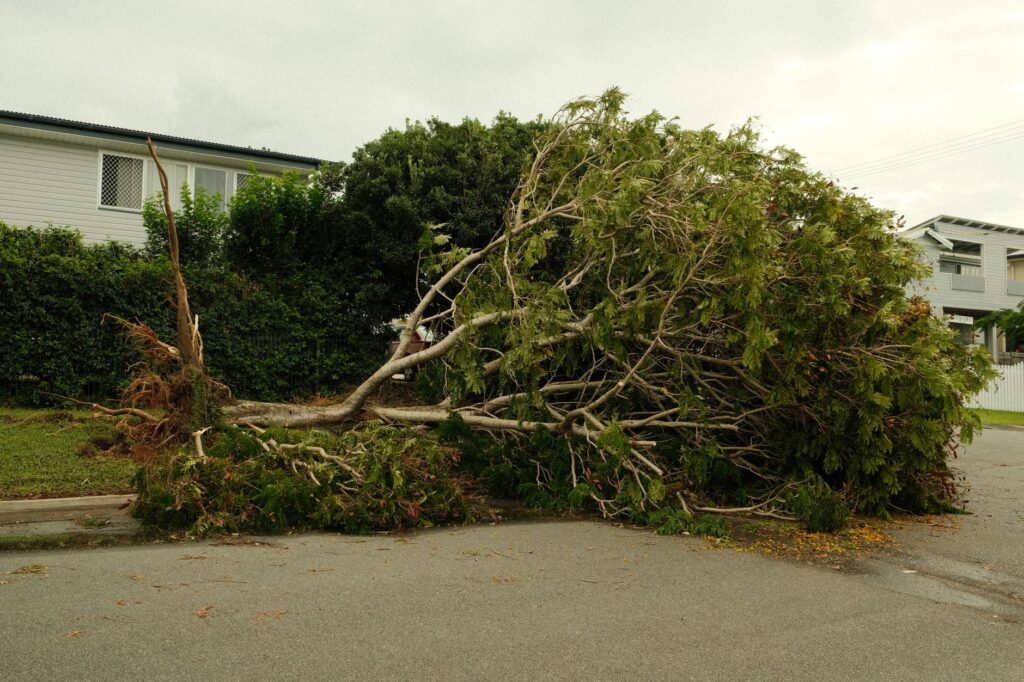 A broken tree branch lying across a suburban driveway after a windstorm