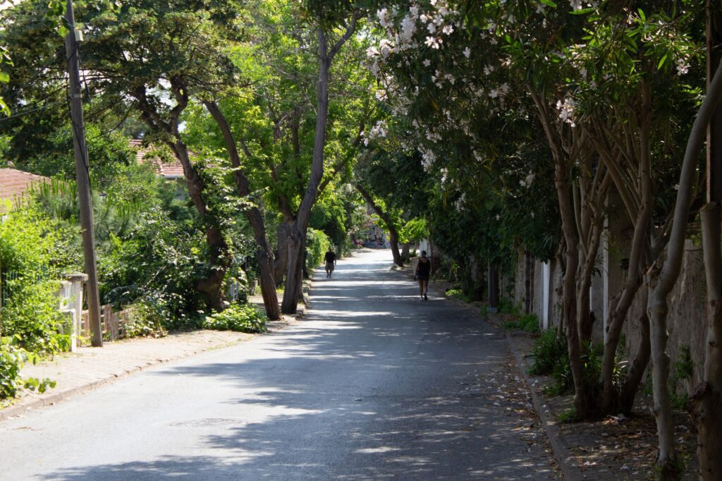 A large shade tree overhanging a public sidewalk along a residential Middletown street