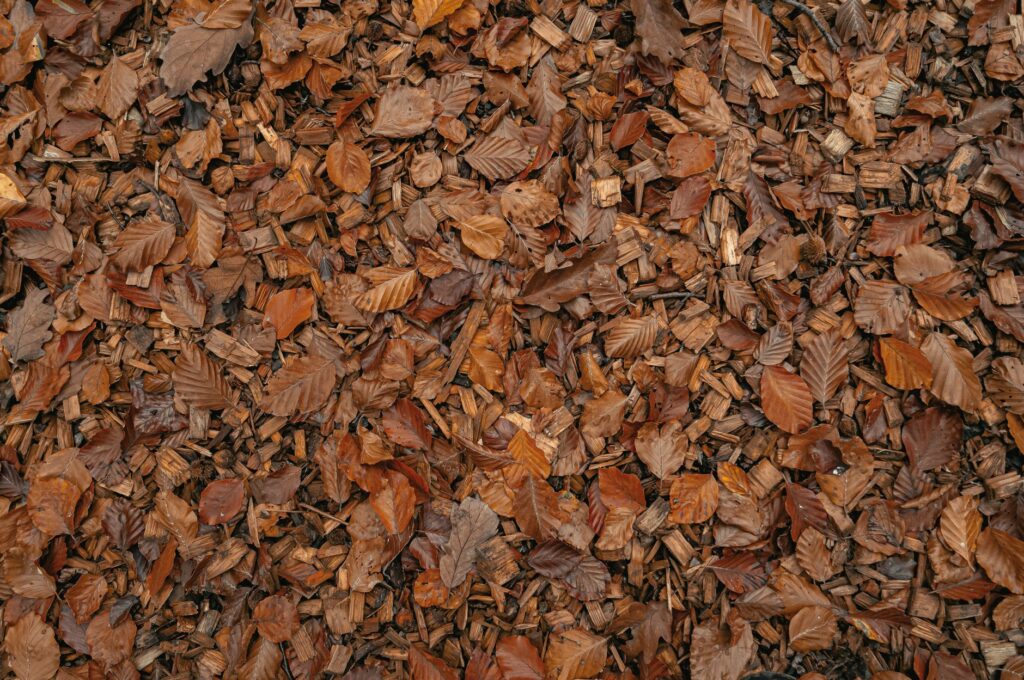 A properly shaped mulch ring around the base of a young tree, kept clear of the trunk