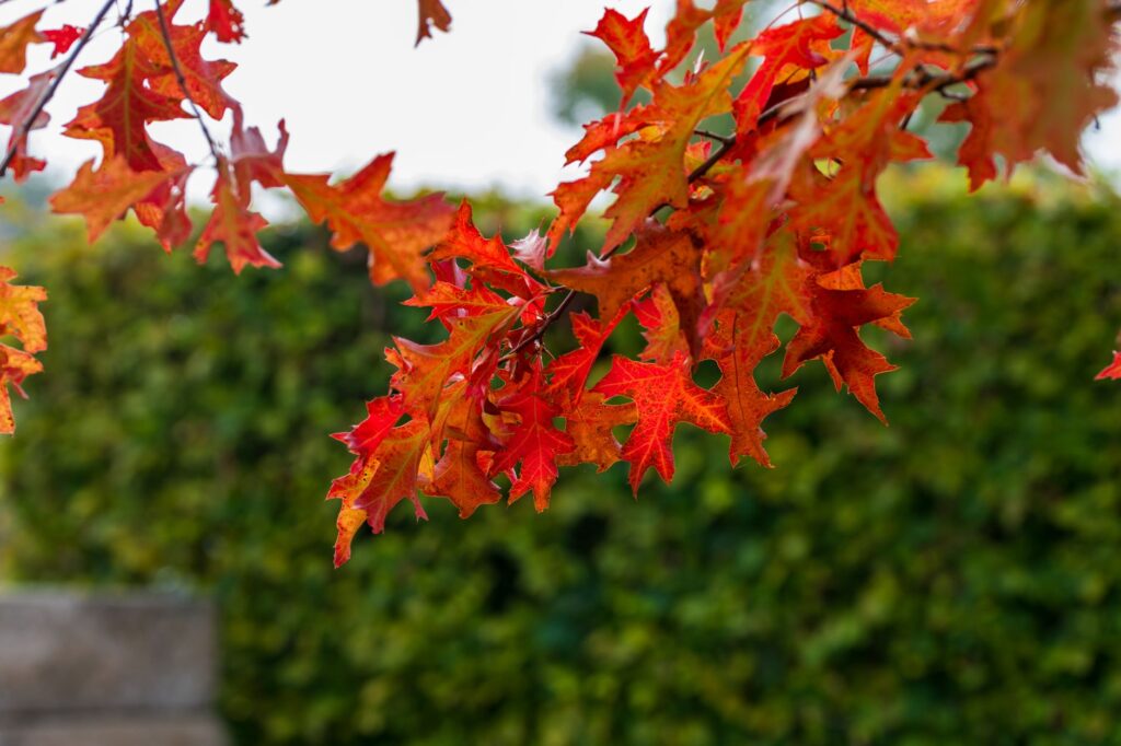 Red oak group leaves and branch, the species where wound sealant has a specific disease-prevention use
