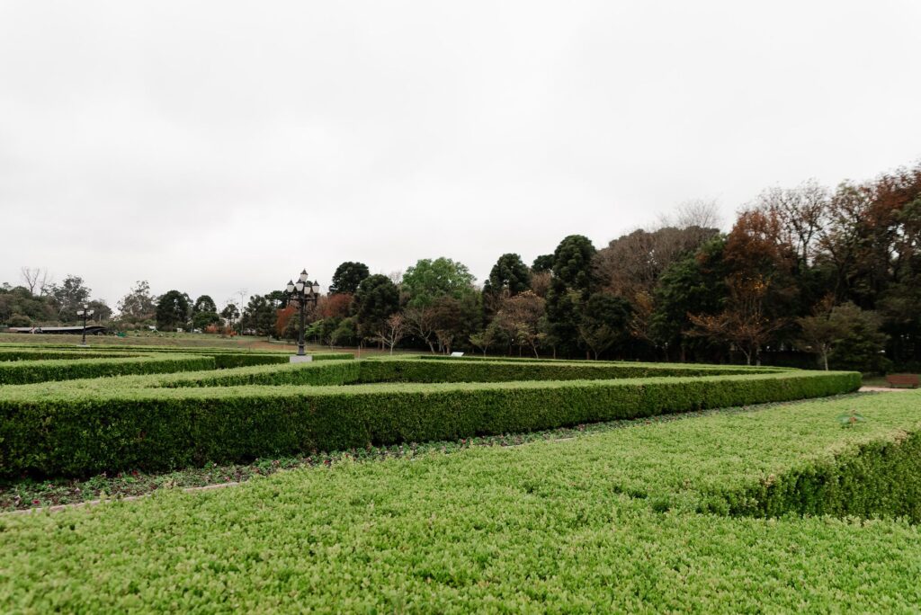A boxwood hedge showing bronze winter burn damage on its outer leaves