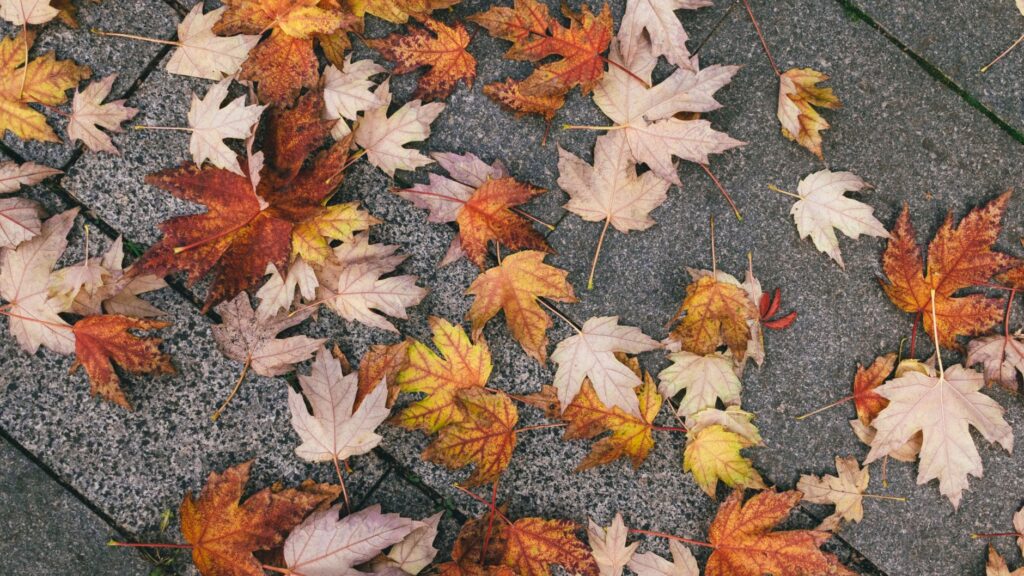 Fallen orange maple leaves scattered on a park path in early fall