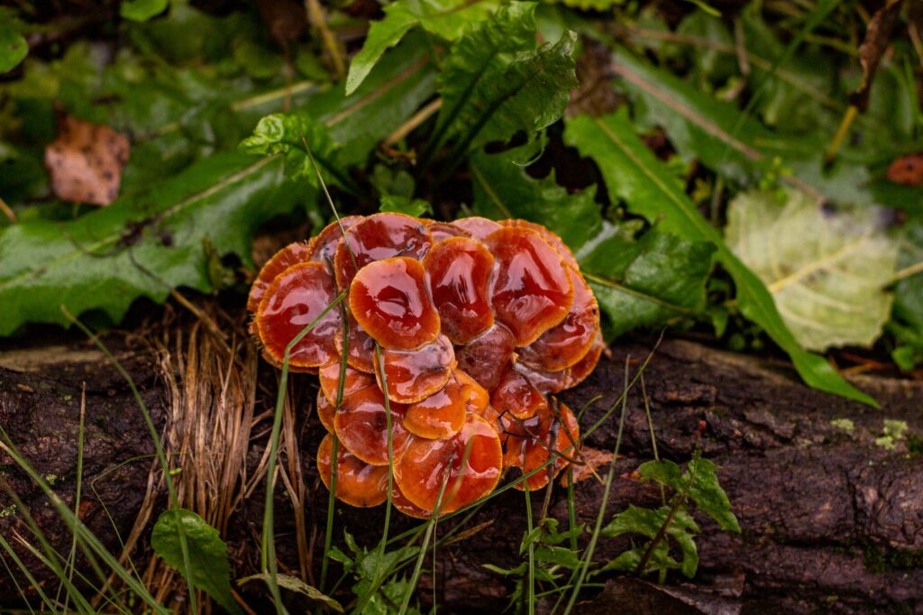 Rain falling on tree bark during a wet fall afternoon