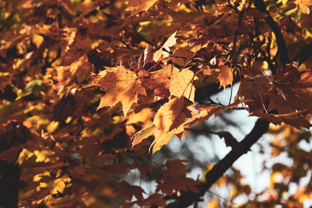 Late-afternoon sunlight filtering through leaves beginning to change color