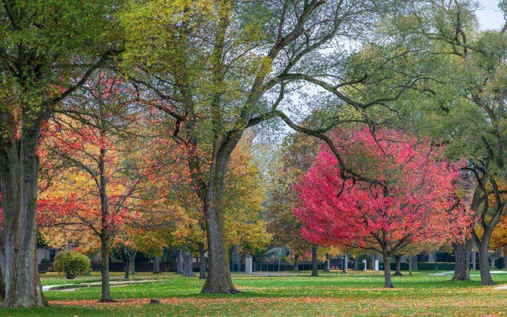 A red maple already turning color beside a still-green oak tree
