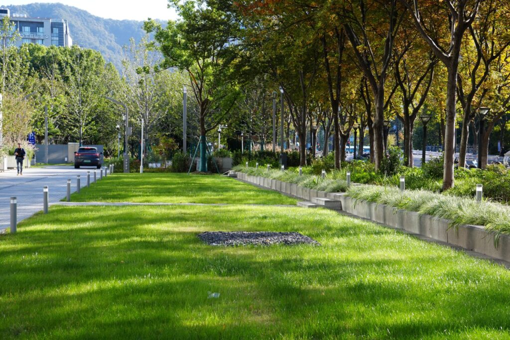 A row of trees planted in the grass strip between the sidewalk and the curb on a residential street